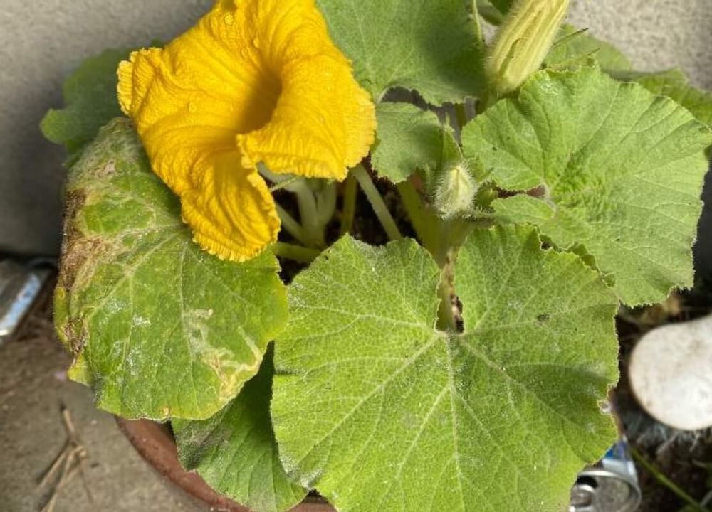 カボチャ　病気　炭疽病