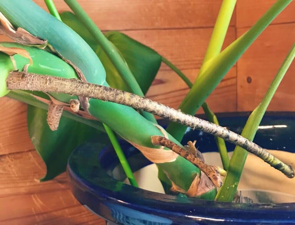 モンステラ 気根