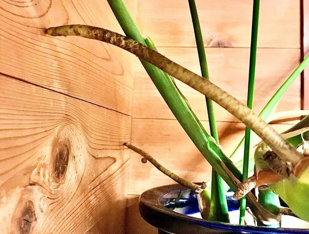 モンステラ 気根