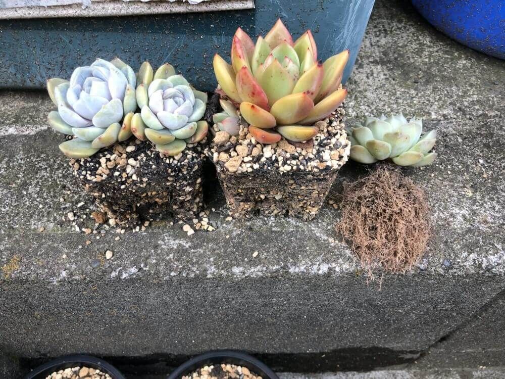 多肉植物　根詰まり