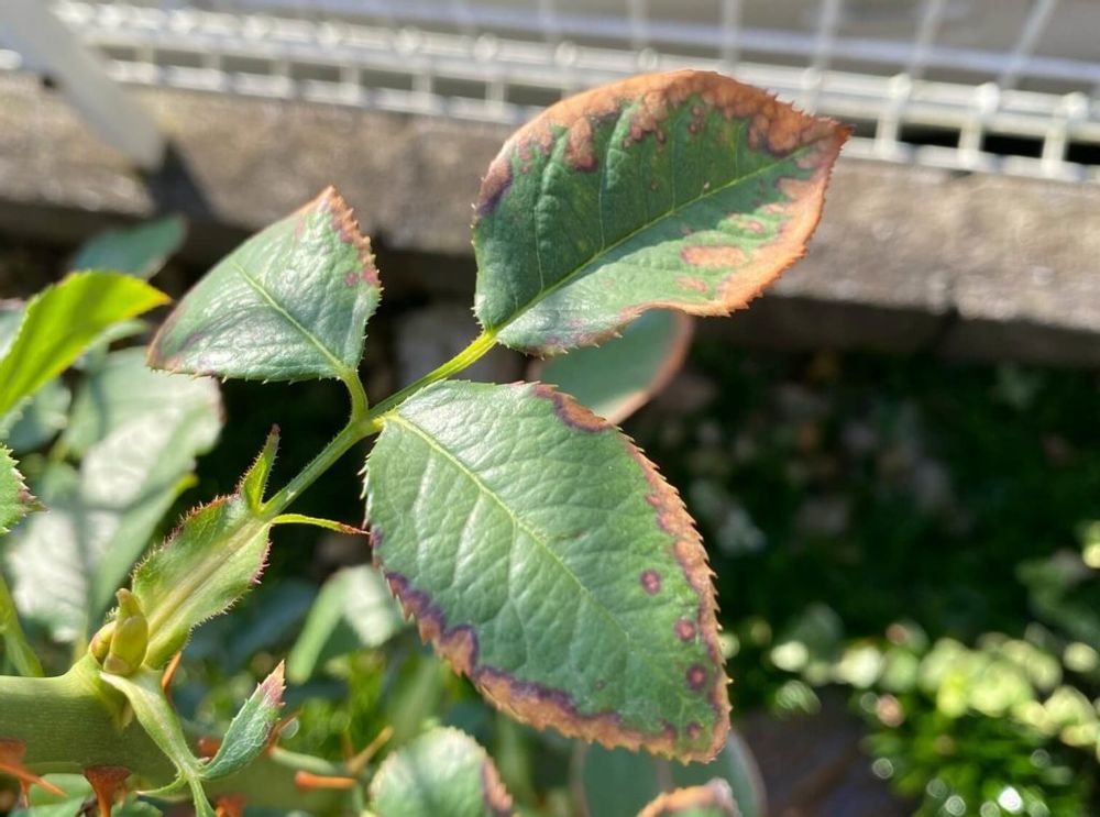 根詰まりのサイン