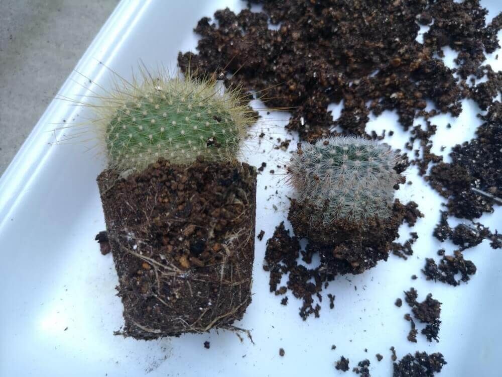 サボテン　根詰まり