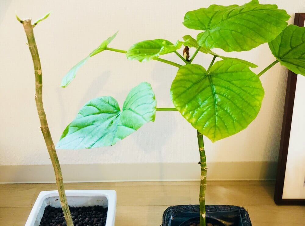 フィカスウンベラータ