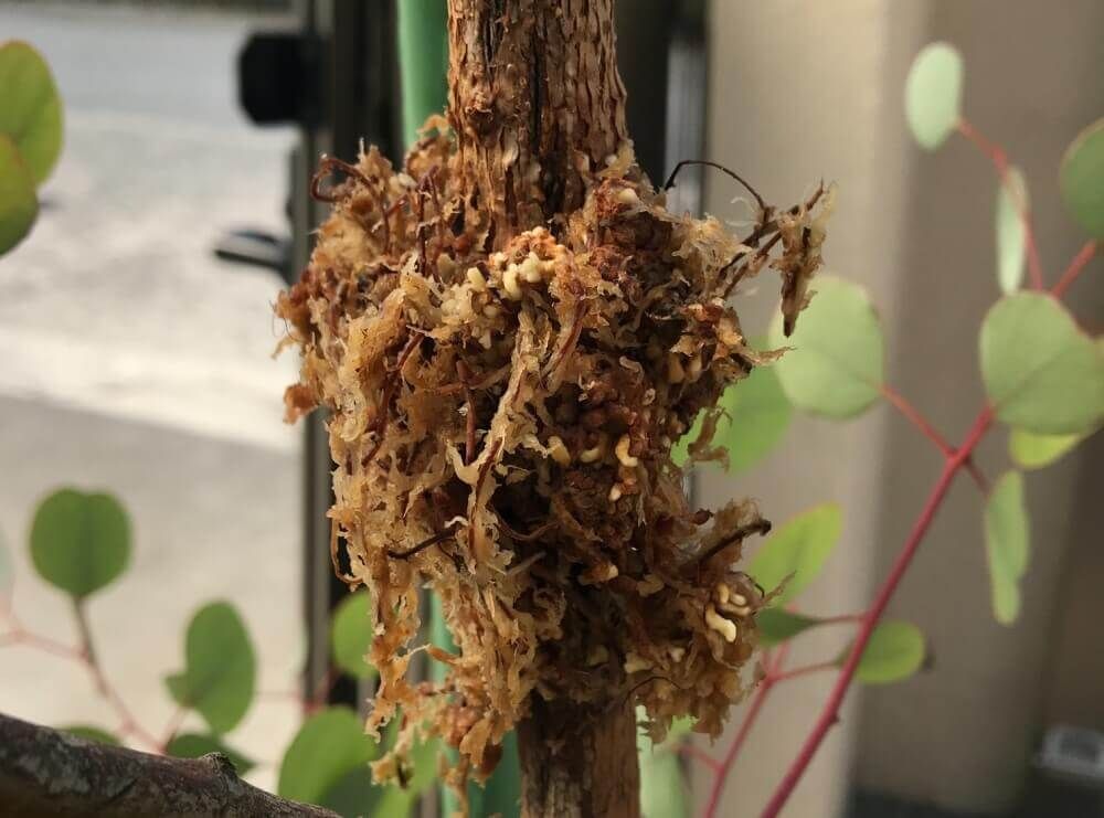 ユーカリ　取り木