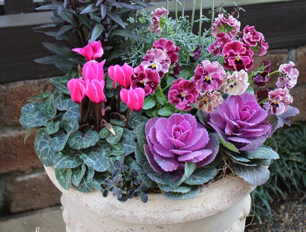 葉牡丹　寄せ植え