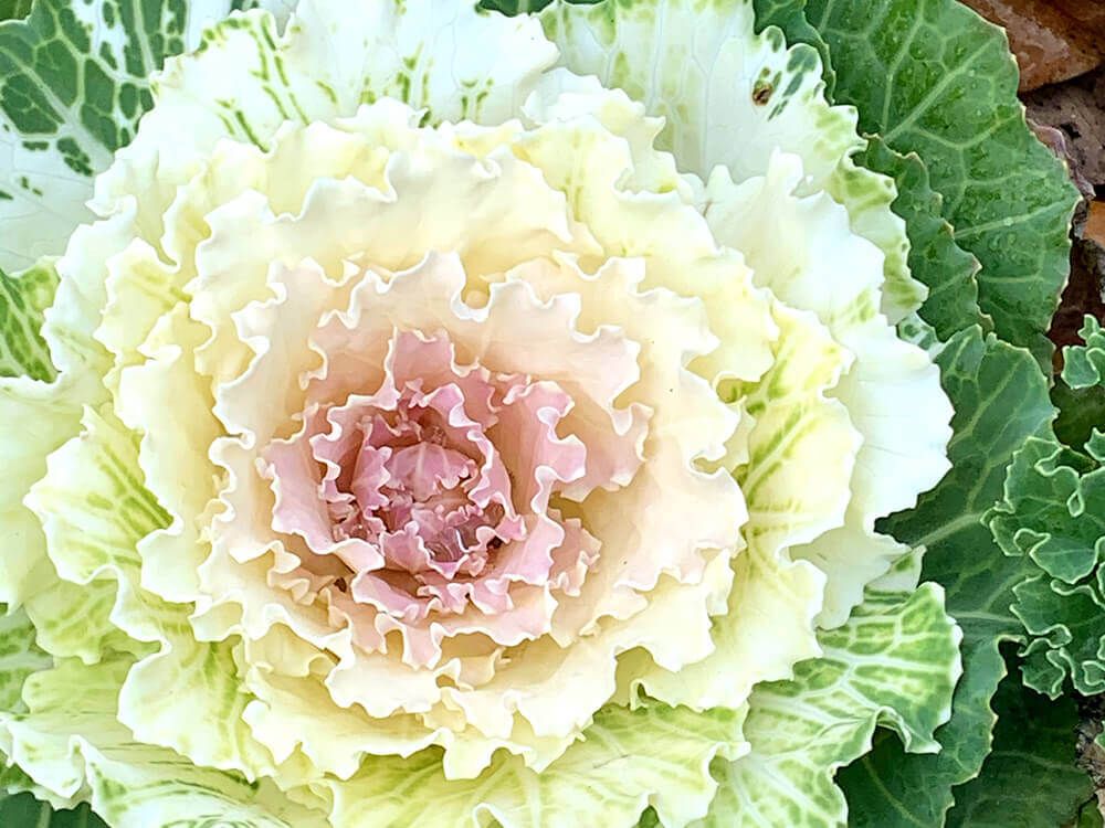 葉牡丹　フリンジ