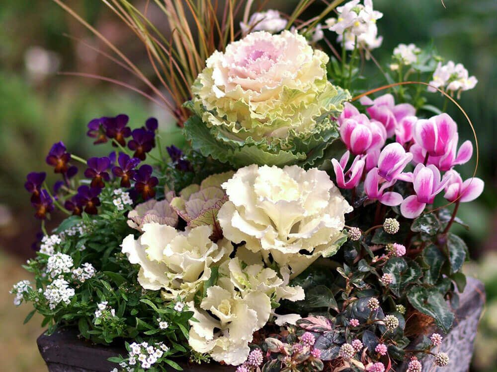 葉牡丹　シクラメン