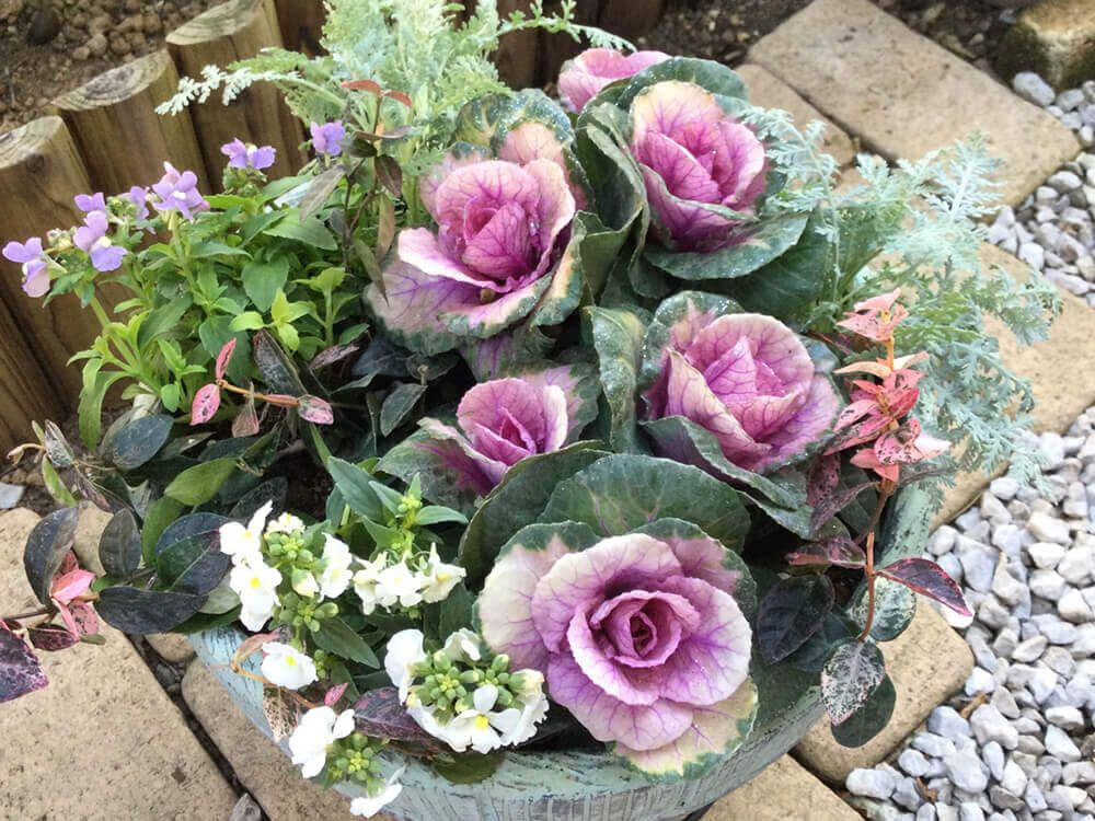 葉牡丹　寄せ植え