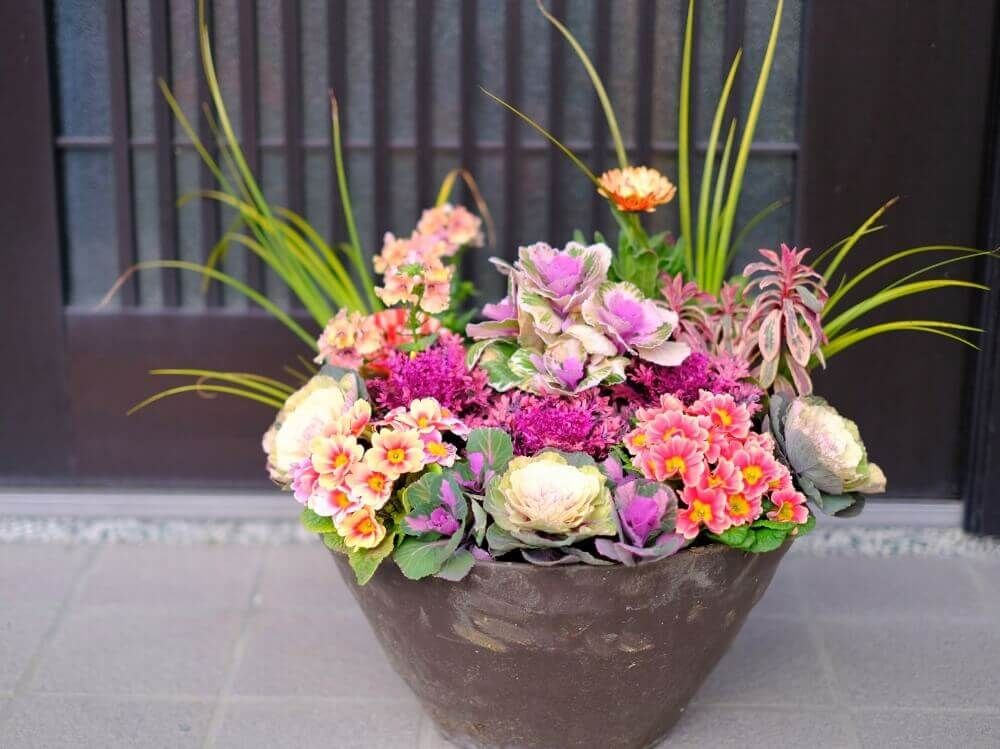 葉牡丹　プリムラ