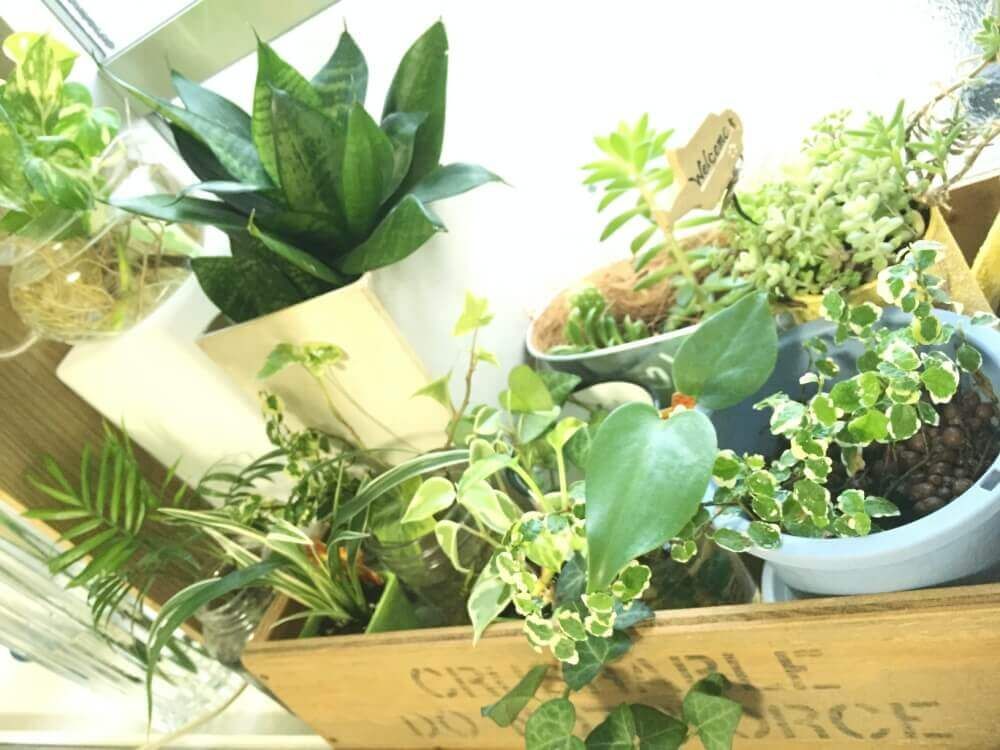 ポトス　観葉植物