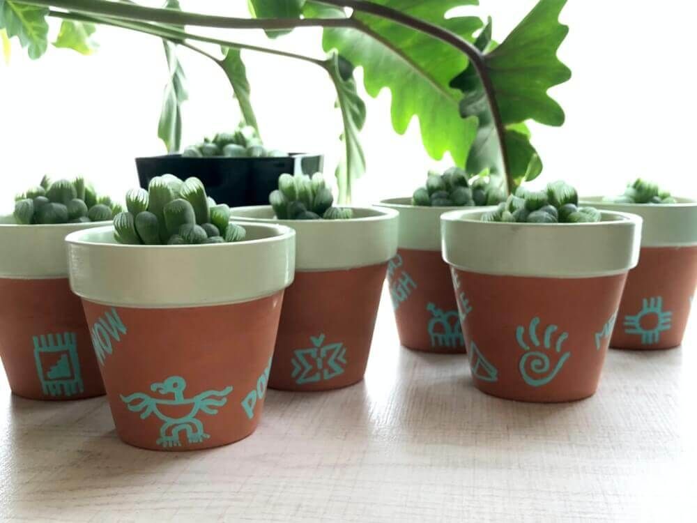 ハオルチア　株分け