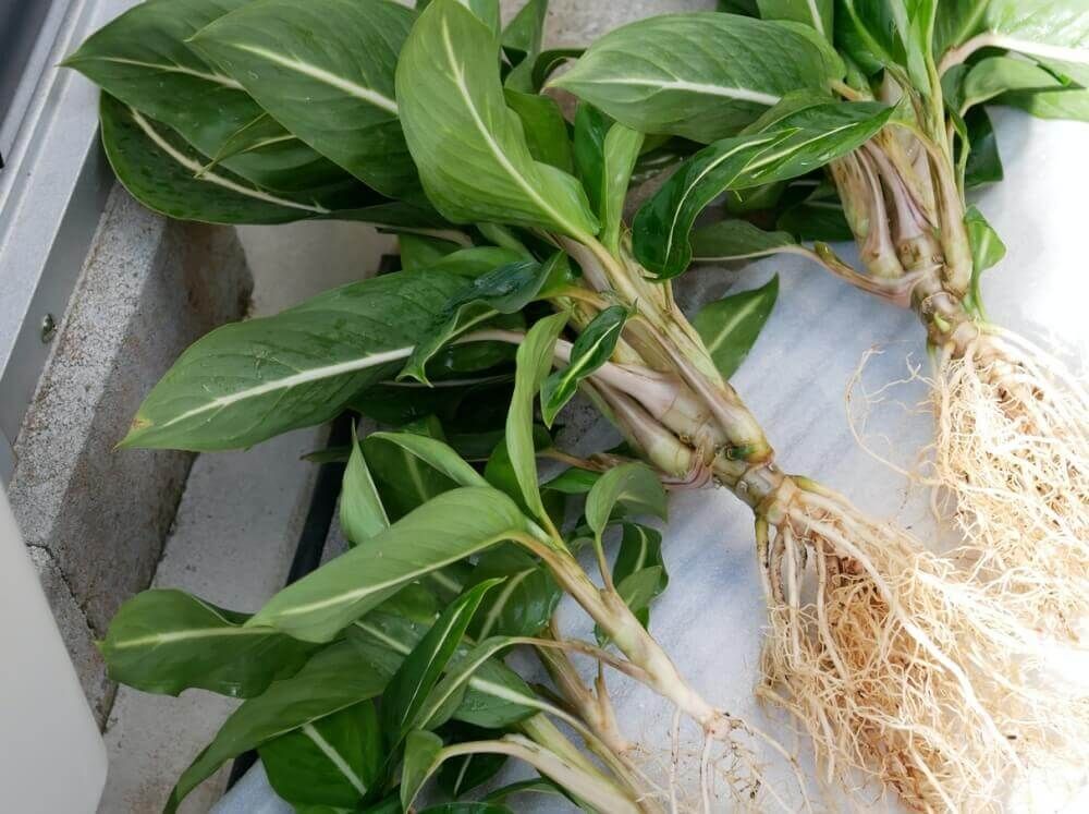 ディフェンバキア 　根