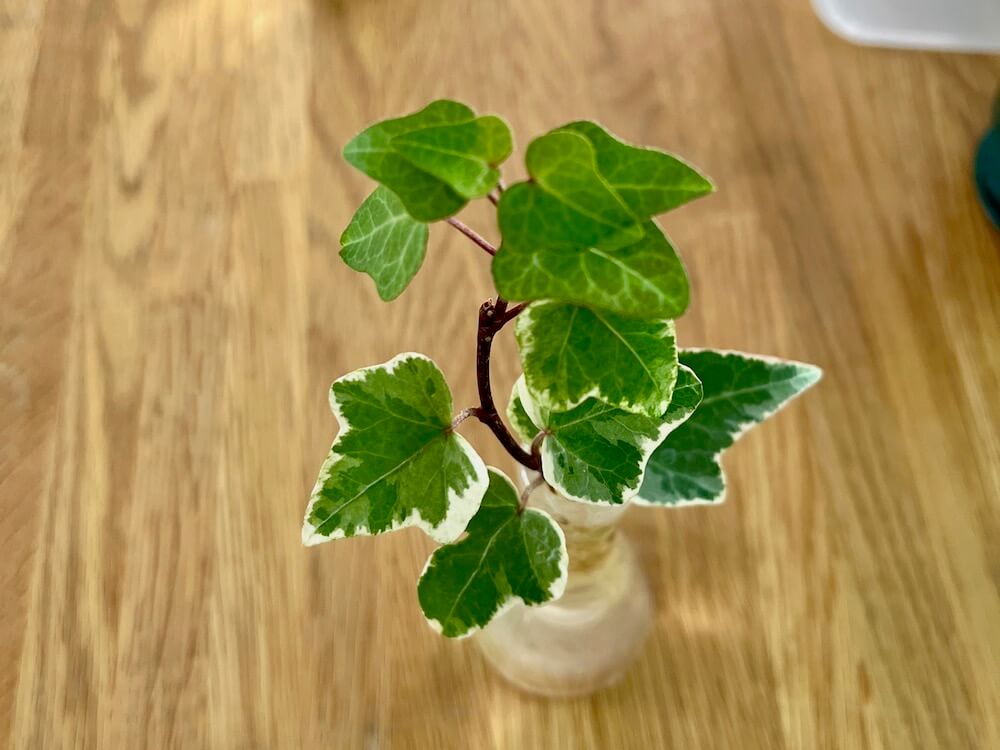 アイビー ヘデラ の育て方 植え替えと剪定の方法は 枯れる原因と対処方法はなに Greensnap グリーンスナップ