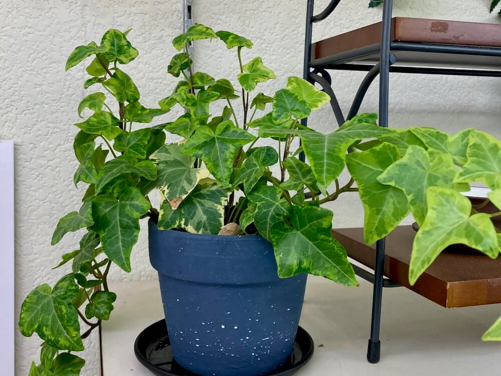 アイビー ヘデラ の育て方 植え替えと剪定の方法は 枯れる原因と対処方法はなに Greensnap グリーンスナップ