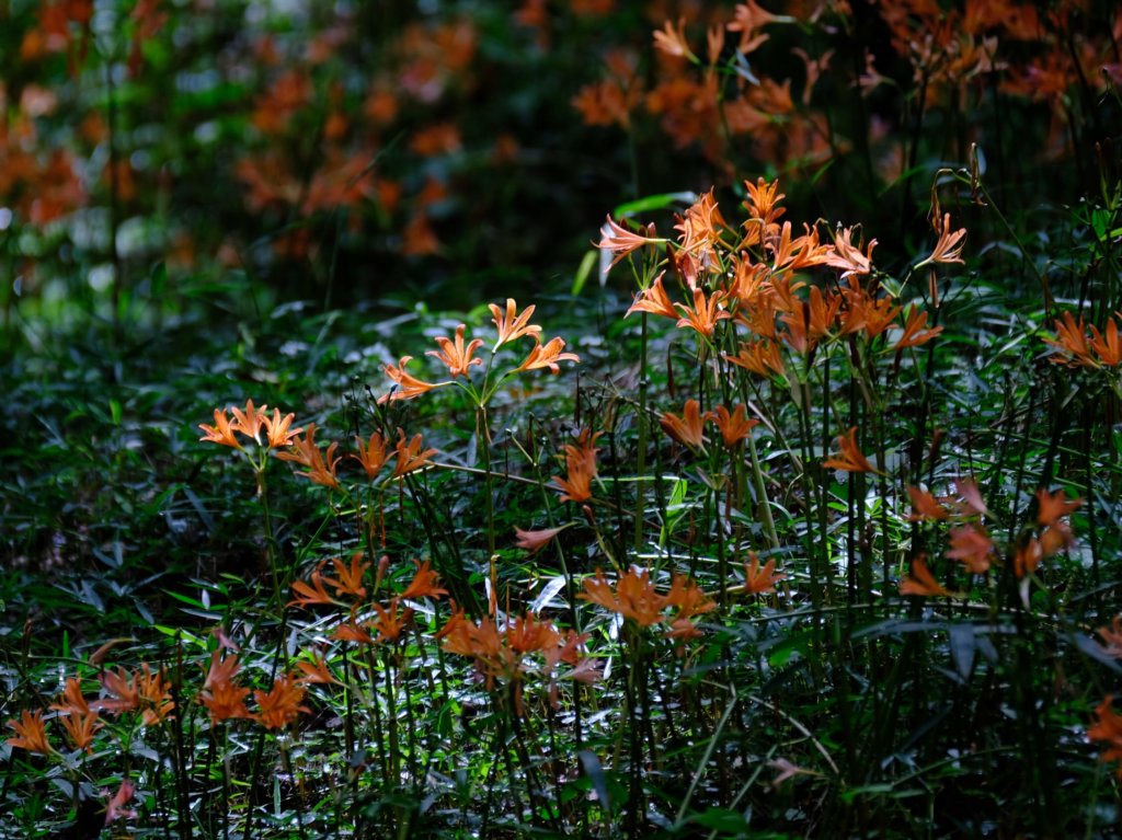 キツネノカミソリ　オレンジ色の花　群生