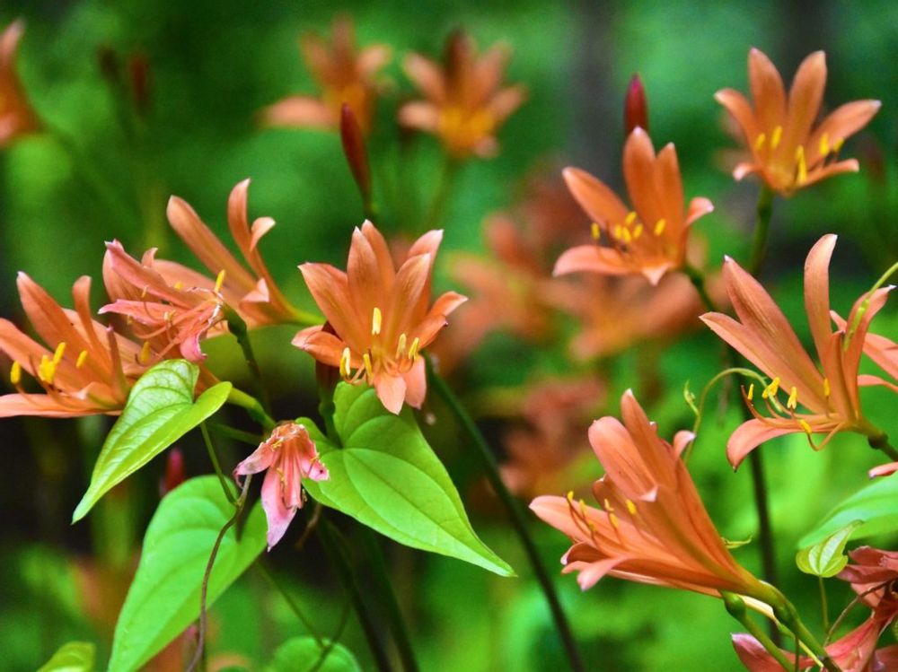 キツネノカミソリ　オレンジ色の花　群生