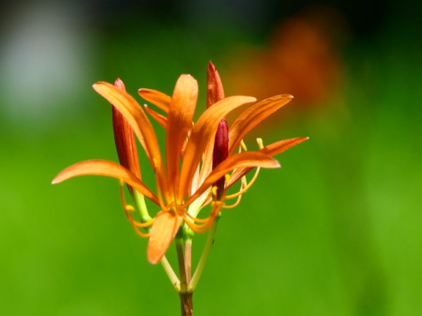 キツネノカミソリ　オレンジ色の花