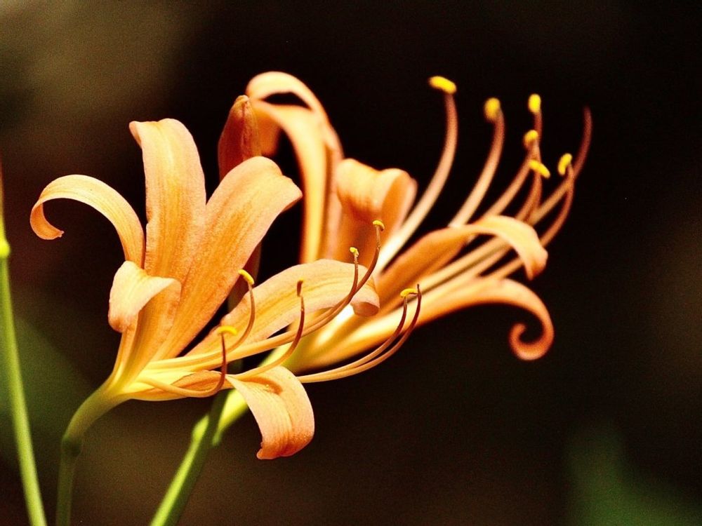 キツネノカミソリ　オオキツネノカミソリ　