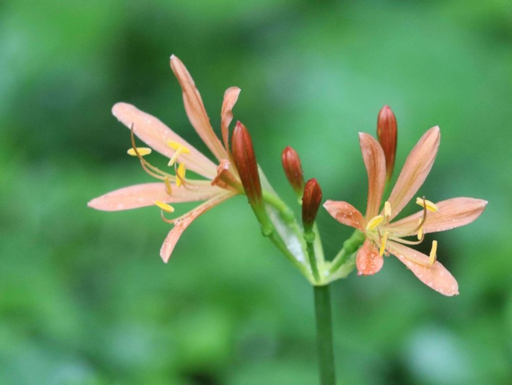 キツネノカミソリ　オレンジ色の花