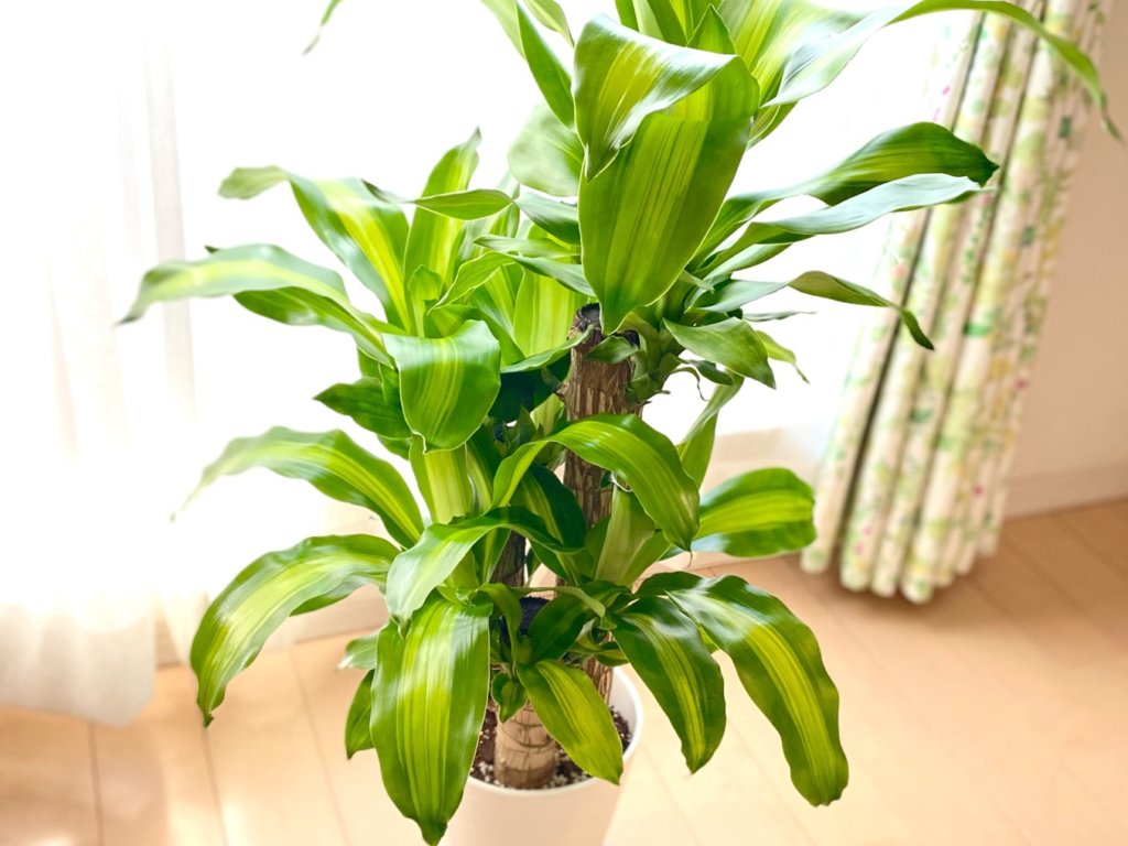 ドラセナ マッサンゲアナ