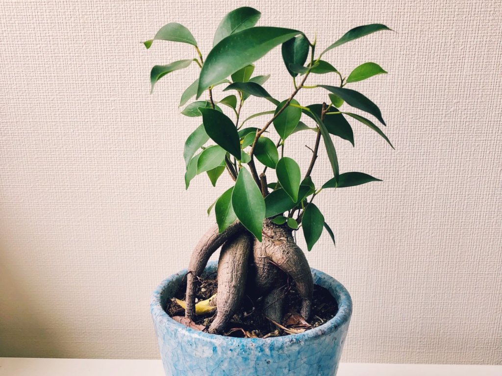 室内におすすめの観葉植物40選 人気の種類 部屋で育てやすいのは Greensnap グリーンスナップ