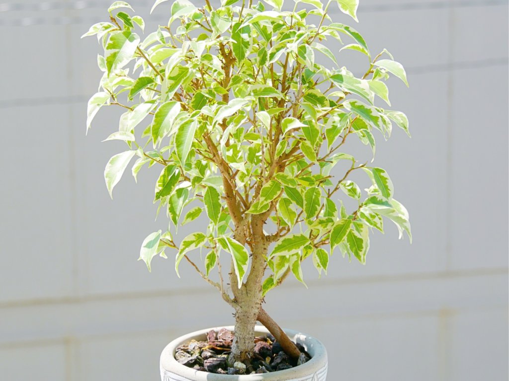 ベンジャミン フィカス