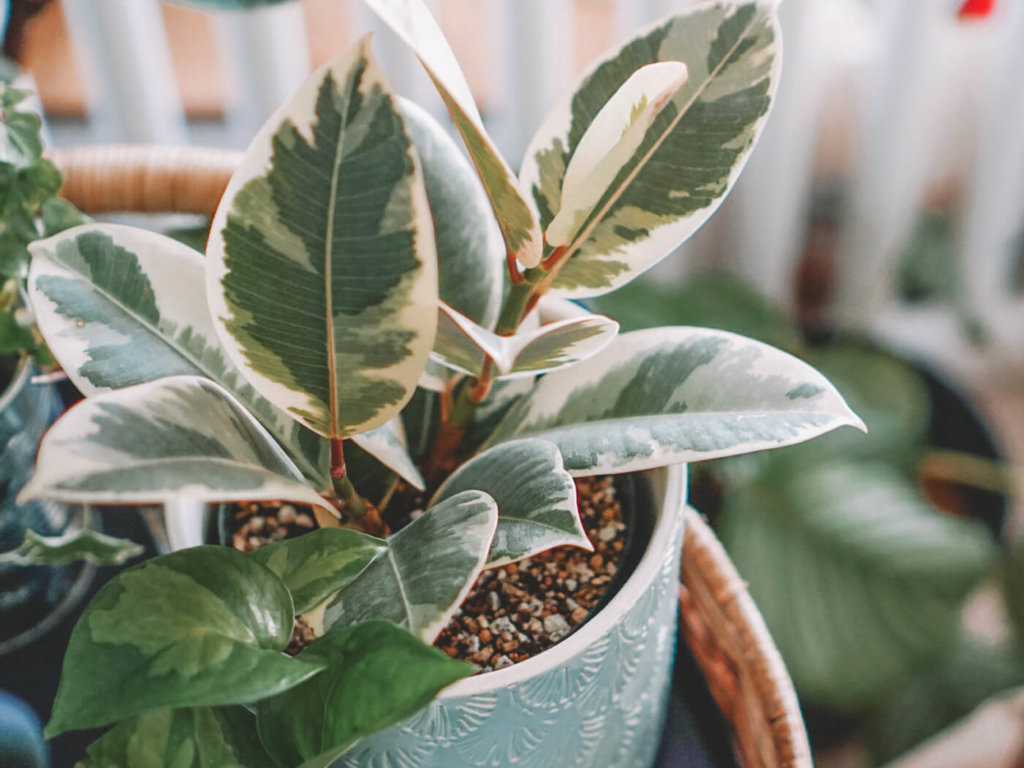 ゴムの木　フィカス ティネケ