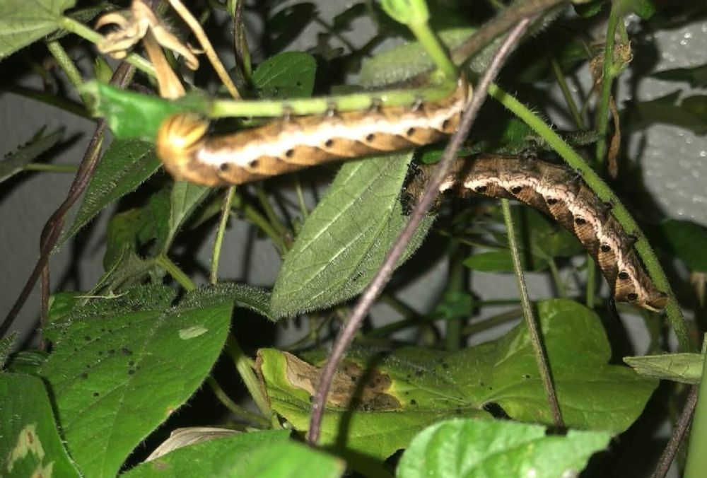 ブロッコリー　ヨトウムシ