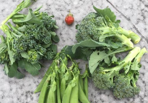 ブロッコリーの虫の予防や対策 買ってきたブロッコリーは洗うべき Greensnap グリーンスナップ ブロッコリーの虫の予防や対策 買ってきたブロッコリーは洗うべき Greensnap グリーンスナップ