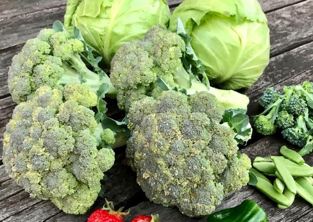ブロッコリー