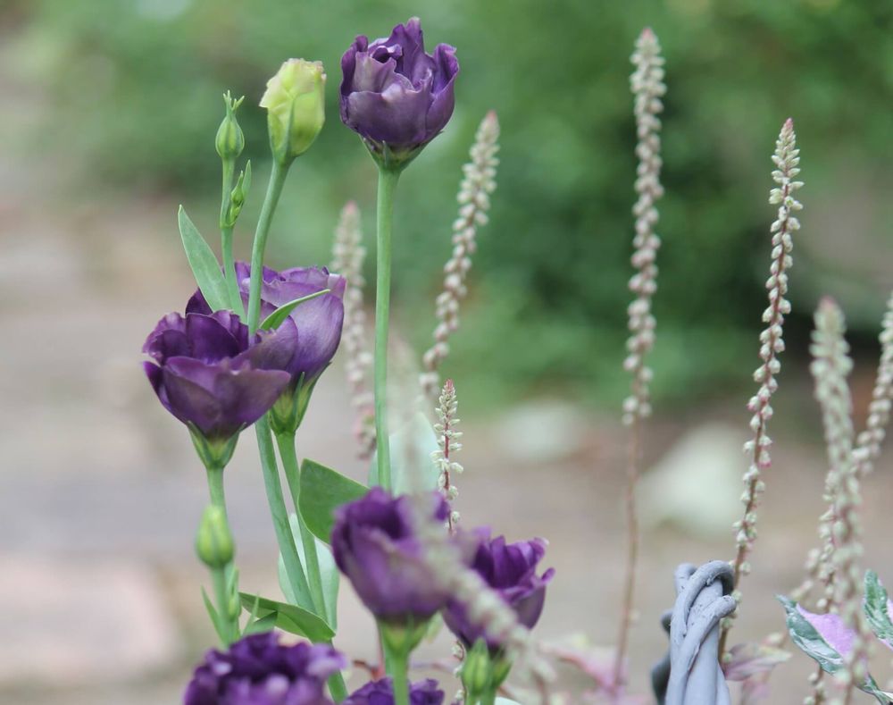 トルコキキョウ