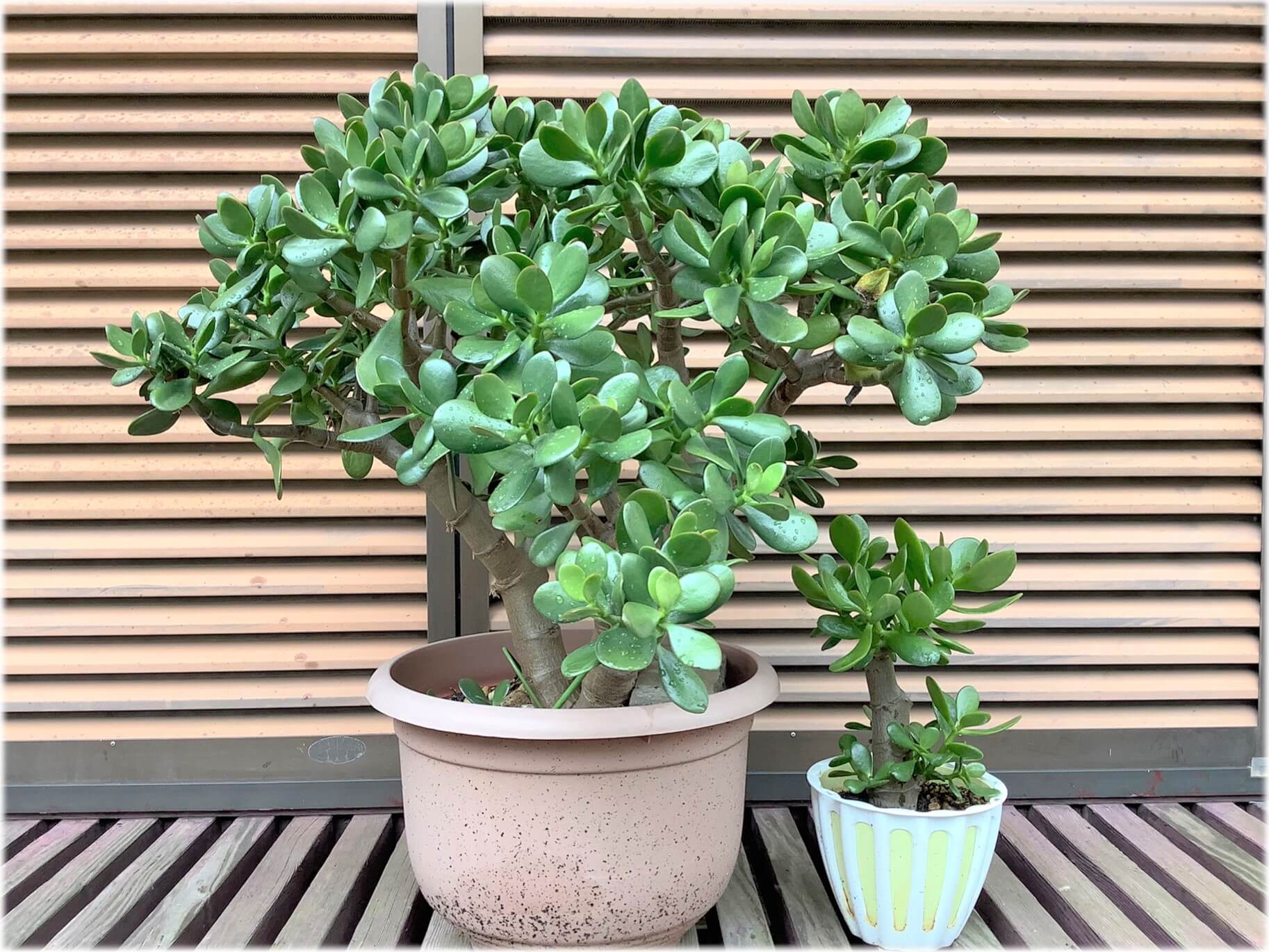 金のなる木 鉢付き 送料込 特大 巨大 - 植物/観葉植物