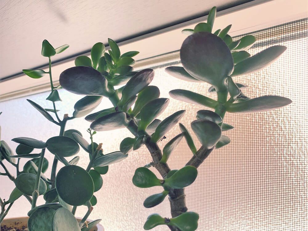 金のなる木　拡大