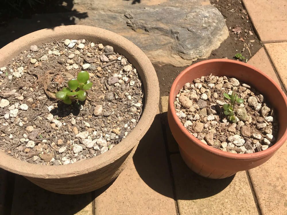 金のなる木　復活