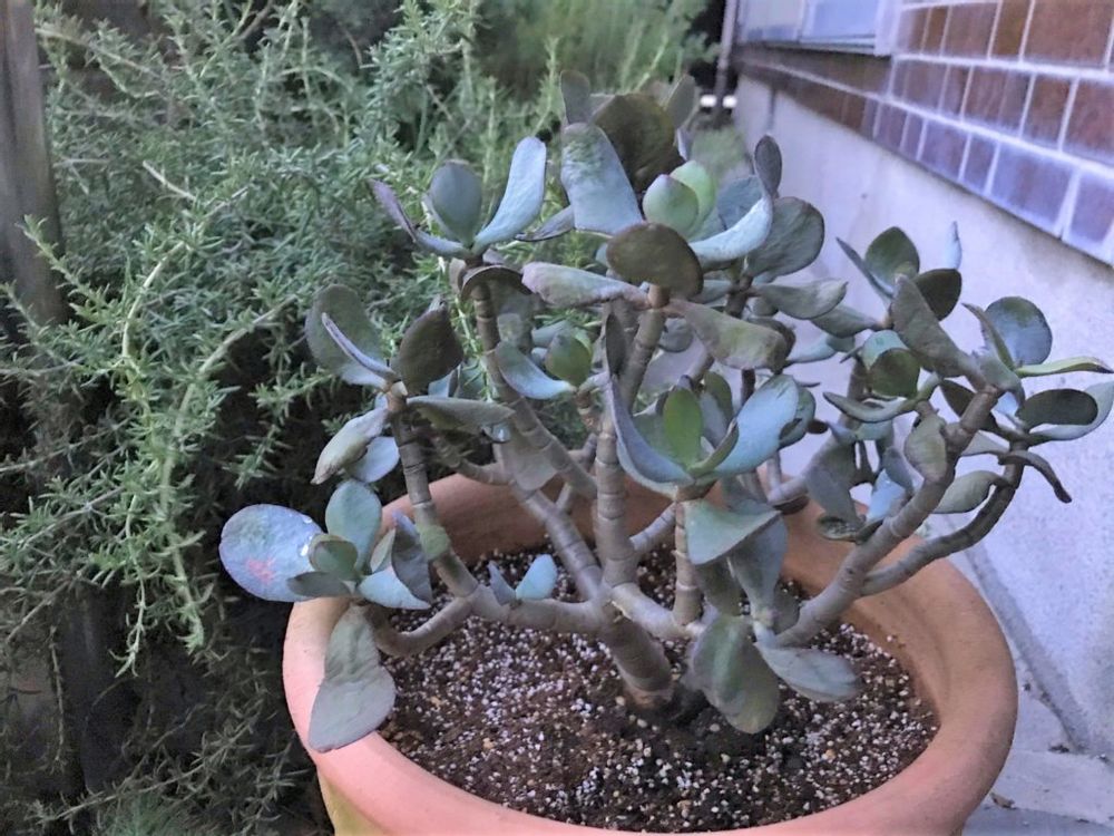 金のなる木 植え替え