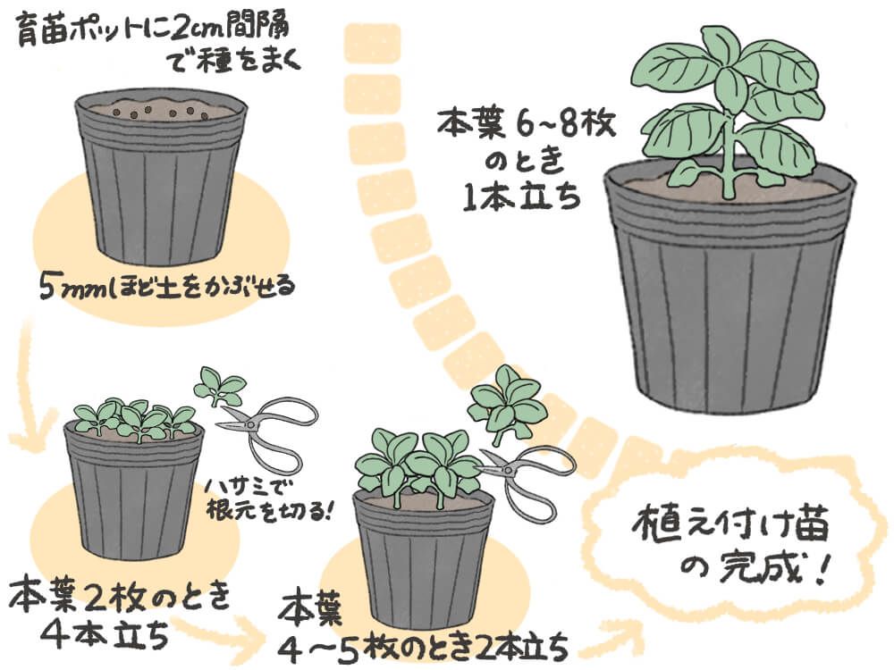 バジル 種まき イラスト