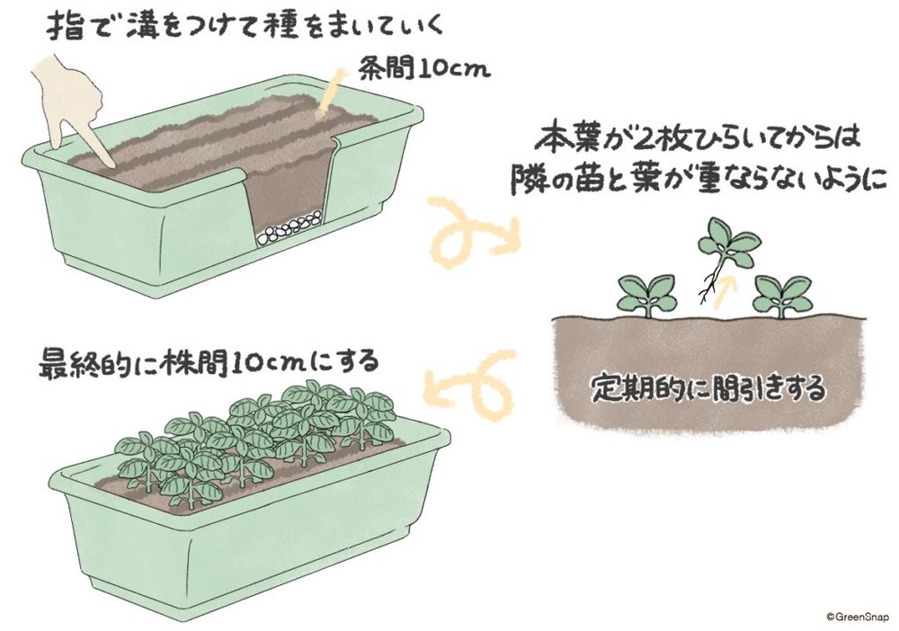 バジル 種まき プランター 直まき イラスト