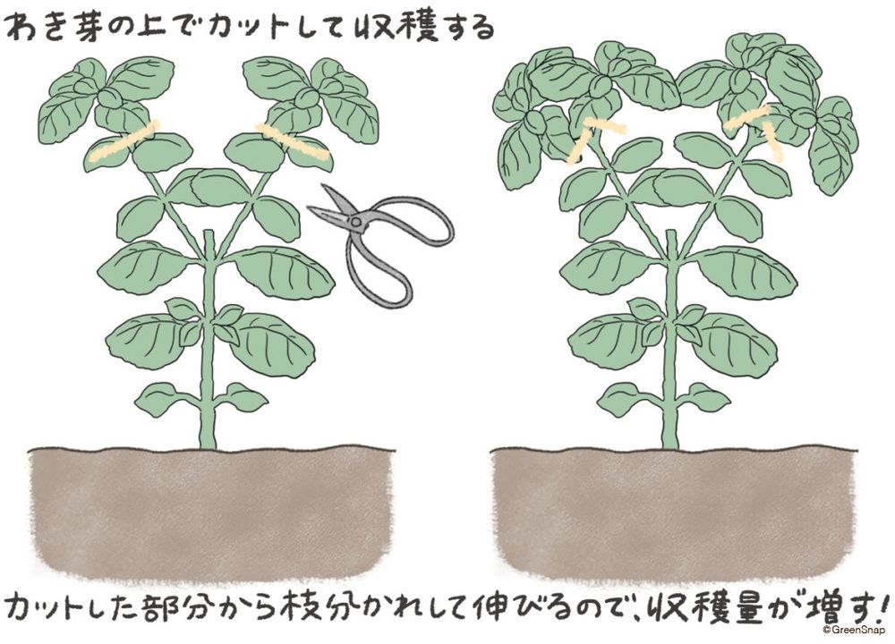 バジル 収穫 イラスト