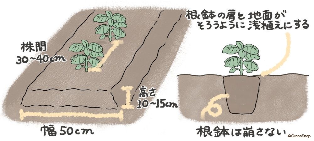 バジル 畑 定植 イラスト