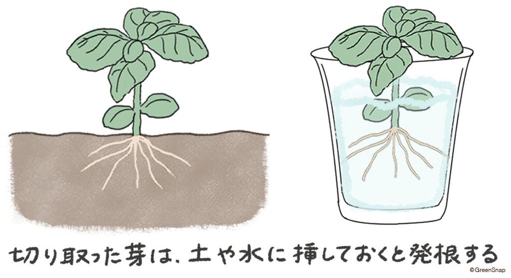 バジル 揷し木 水挿し イラスト