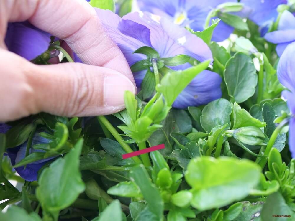 パンジー　摘心