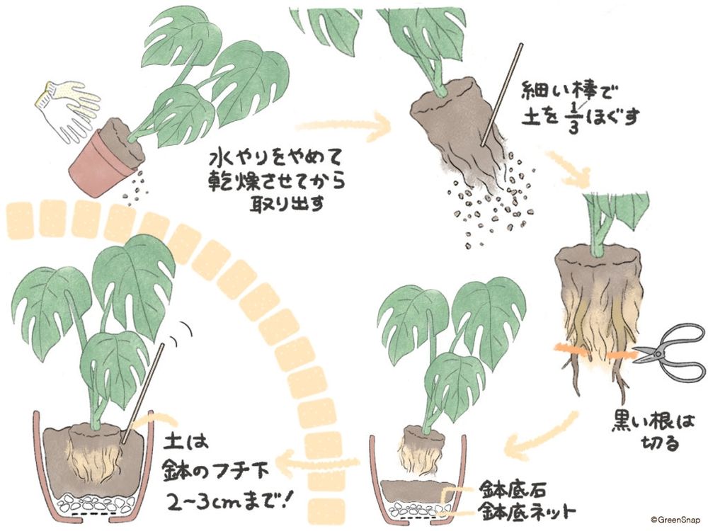 観葉植物植え替え モンステラ イラスト
