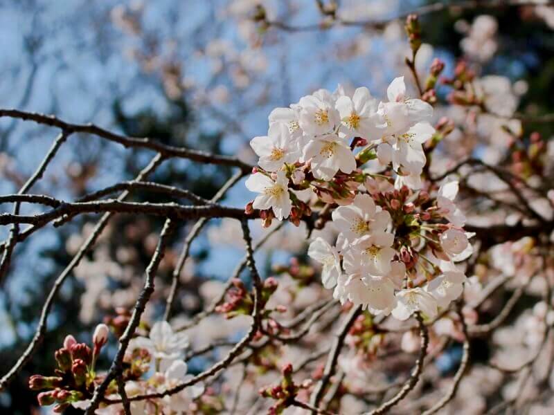 桜の種類 まとめ｜早咲き桜の品種や、ピンク色・モコモコの八重咲き