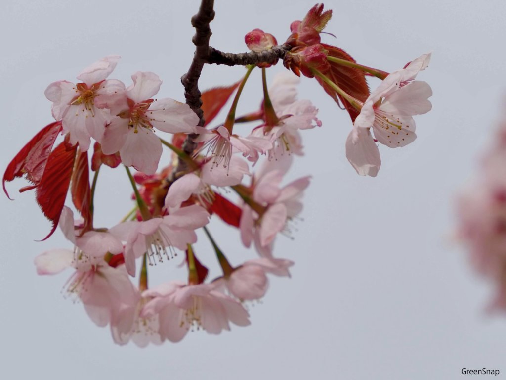 大山桜　蝦夷山桜