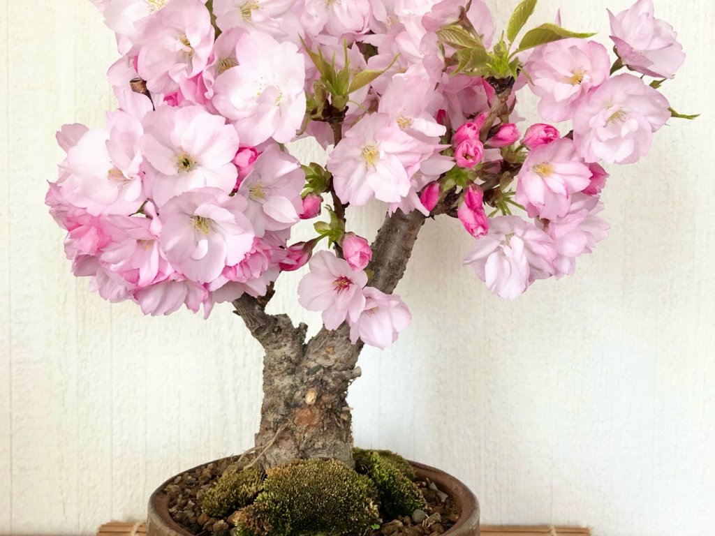 桜盆栽 旭山桜