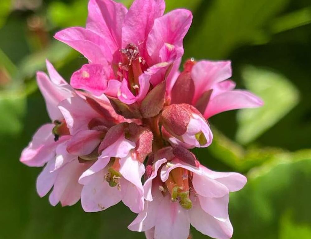 ヒマラヤユキノシタ