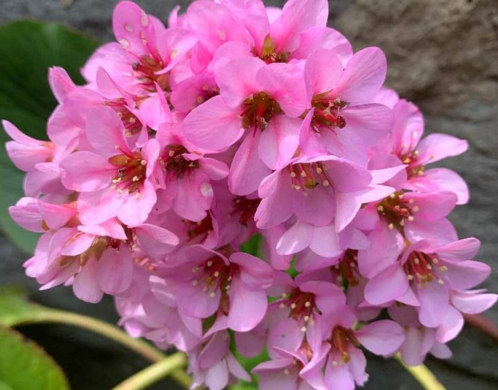 ヒマラヤユキノシタ