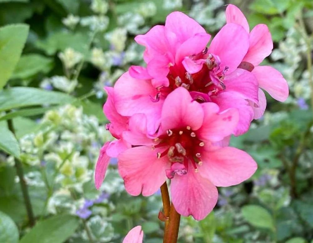 ヒマラヤユキノシタ