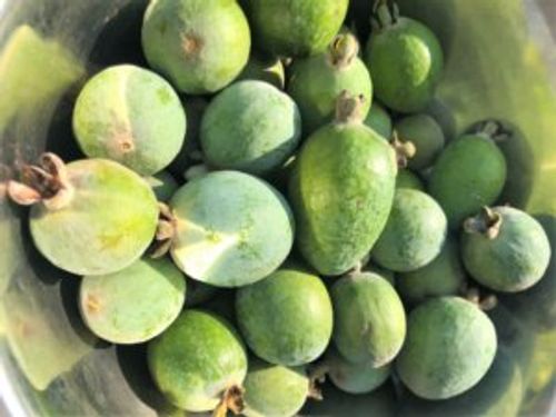 フェイジョアの実の食べ方や味 どんな栄養が含まれてるの Greensnap グリーンスナップ