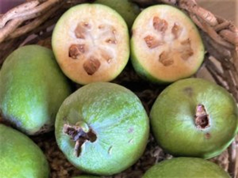 フェイジョア　実　半分